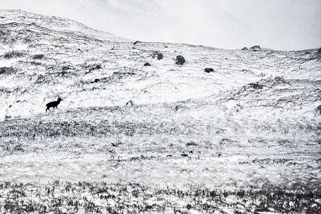 Deer appears from the snow