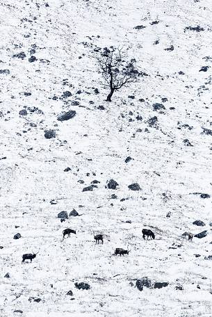 A composition of deers in which the animals looks like living stones