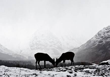 Two deers sharing the Winter Theme, and shaping a real simmetry of natural elements Two deers sharing the Winter Theme, and shaping a real simmetry of natural elements
