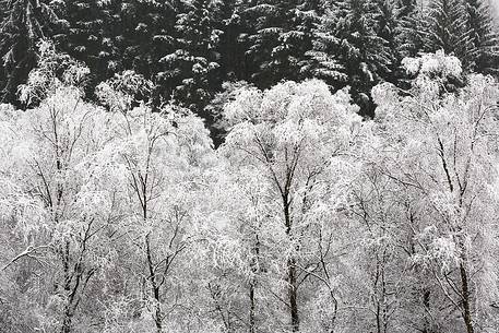 A group of Silver birches coveredf of snow