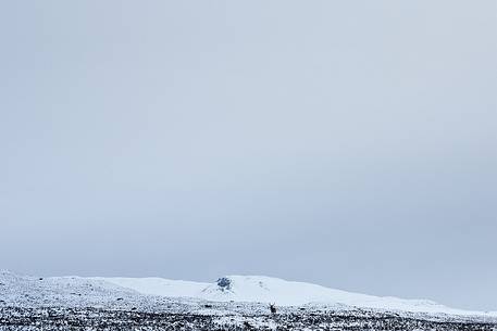 Lost in the snow, part of the landscape, this deer framed a perfect Winter's picture