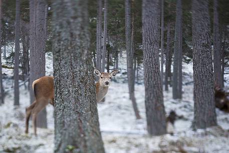 A deer plays hide and seek in the  forest