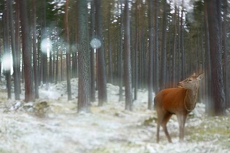 This deer looks like the 