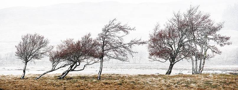 A panoramic pictures of snowy trees