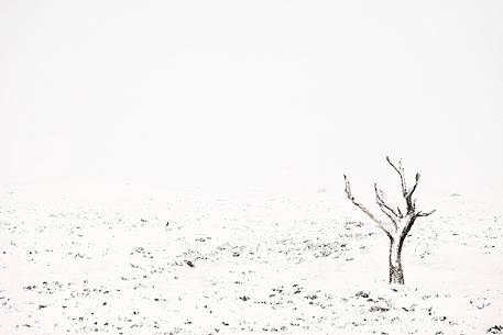 Skeleton Tree under the snow
