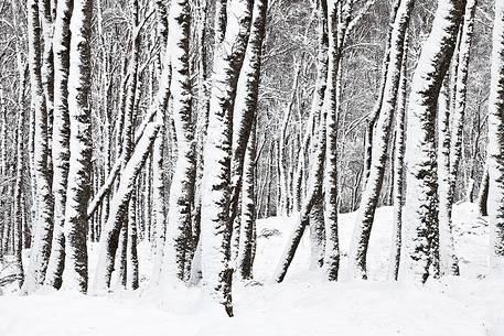 Winter 2011. Tay Forest was covered of snow