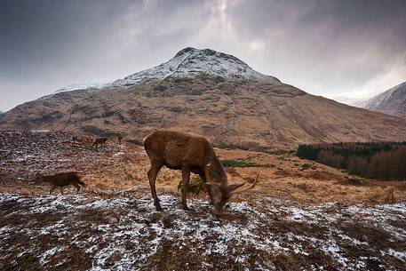 Deers are looking for food during Winter time Deers are looking for food during Winter time