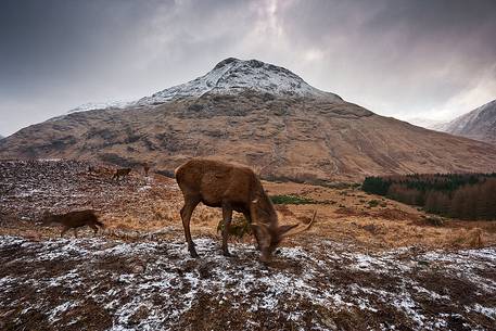 Deers are looking for food during Winter time