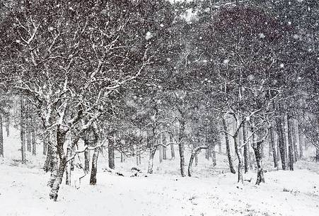 Epic and poetic winter at Braemar where the forest became magic during a snowy day