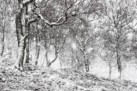 Epic and poetic winter at Braemar where the forest became magic during a snowy day