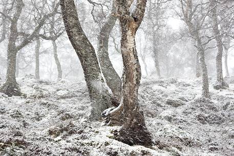 Epic and poetic winter at Braemar where the forest became magic during a snowy day