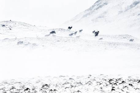 The great escape of a group of deers during a strong gales and snow storm The great escape of a group of deers during a strong gales and snow storm