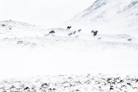 The great escape of a group of deers during a strong gales and snow storm