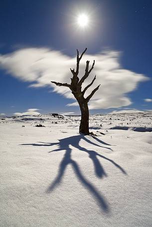 this Picture of skeleton tree was taken at night time during the Super Moon time (it was 14% bigger than usual) this Picture of skeleton tree was taken at night time during the Super Moon time (it was 14% bigger than usual)