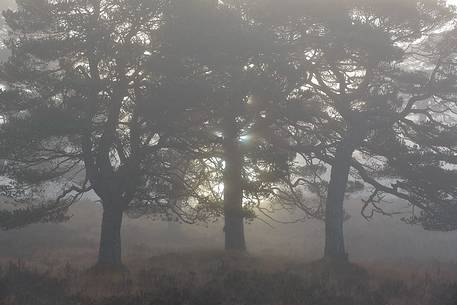 A group Scot Pines embraced a misty sunrise