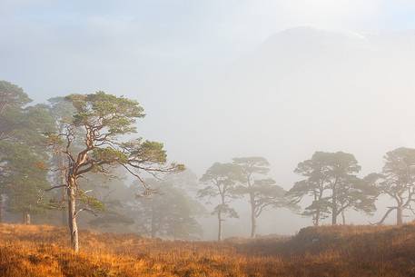 Misty Morning at Bridge Of Orchy