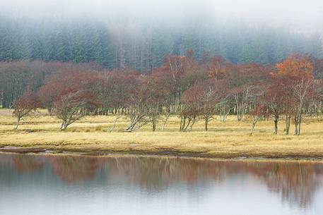 Trees surraunded by the fog at sunrise