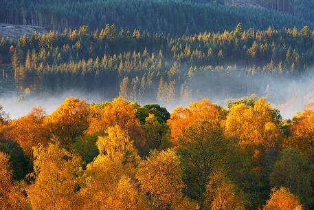 Amazing Autumn palette at Aberfoyle