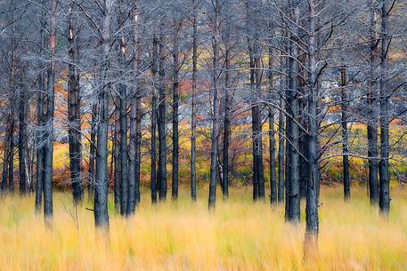 Wind and black Pines shape a surreal landscape