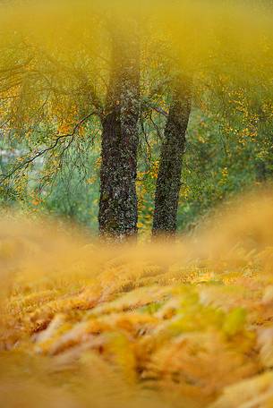 Autumn colours invading a birches forest