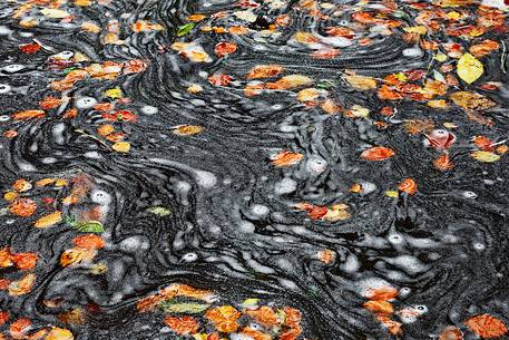 Autumn foliage dances above the water of the Birks