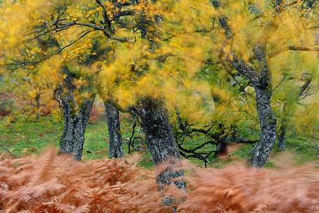 Wind blows through the fern and the Autumn Foliage