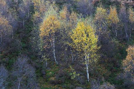 Silver Birches shows up their warm foliage colours