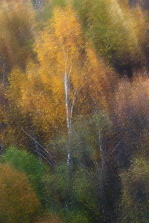 An Abstract vision of Autumn