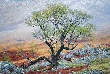 Deers enjoy the Autumn landscape