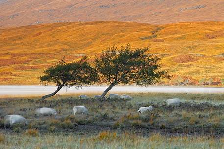 A group of sheeps graze during a cold morning