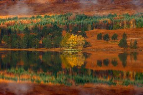 A small isle of larches become colourful at Autumn time