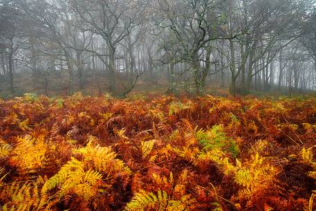 Trees, fern and fog shape the perfect picture of Autumn
