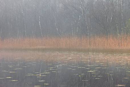 Trees and fog shape the perfect picture of Autumn