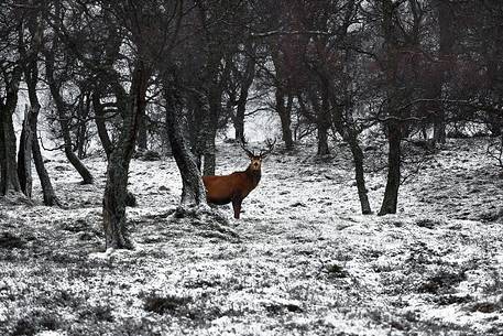 Epic and poetic winter at Braemar where the forest became magic during a snowy day