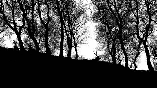 Epic and poetic winter at Braemar where the forest became magic during a snowy day Epic and poetic winter at Braemar where the forest became magic during a snowy day