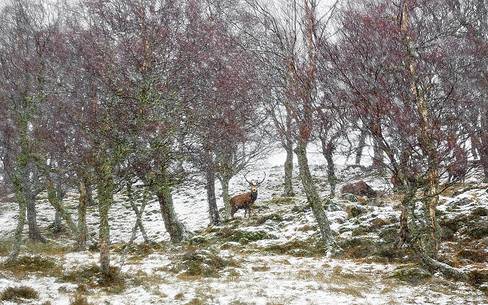 Epic and poetic winter at Braemar where the forest became magic during a snowy day Epic and poetic winter at Braemar where the forest became magic during a snowy day