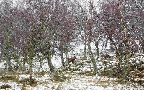 Epic and poetic winter at Braemar where the forest became magic during a snowy day