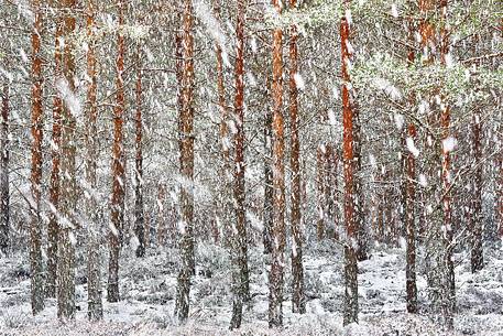 Epic and poetic winter at Braemar where the forest became magic during a snowy day