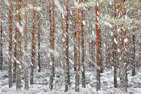 Epic and poetic winter at Braemar where the forest became magic during a snowy day Epic and poetic winter at Braemar where the forest became magic during a snowy day
