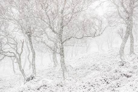 Epic and poetic winter at Braemar where the forest became magic during a snowy day Epic and poetic winter at Braemar where the forest became magic during a snowy day