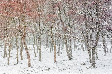 Epic and poetic winter at Braemar where the forest became magic during a snowy day Epic and poetic winter at Braemar where the forest became magic during a snowy day
