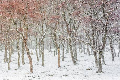 Epic and poetic winter at Braemar where the forest became magic during a snowy day