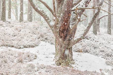 Epic and poetic winter at Braemar where the forest became magic during a snowy day