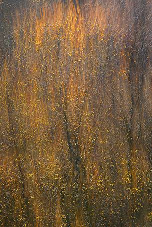 Silver Birches looks like flames at sunrise time