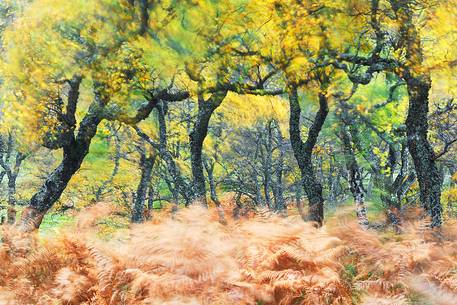 Wind blows through the Autumn Colors to create a Natural Painting