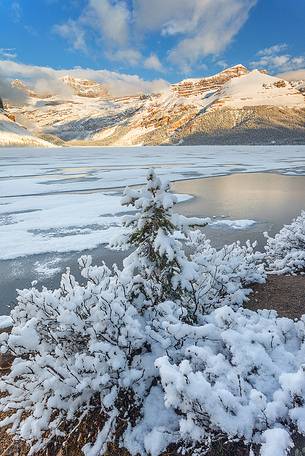 The scenary at Bow Lake looks amazing after a fresh snow storm in June The scenary at Bow Lake looks amazing after a fresh snow storm in June