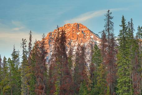 Kicking Horse at sunset