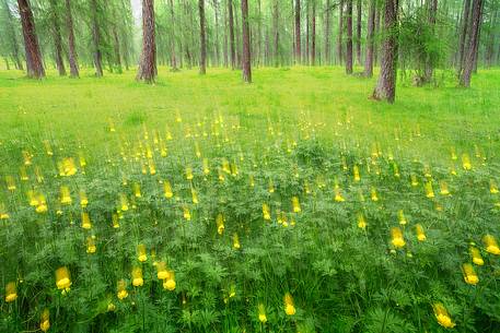 The first Flowers blooming of  the summer are in a forest very close to Cortina