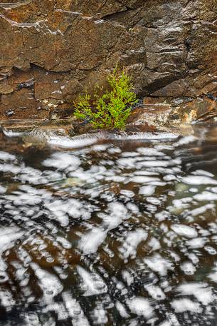 A lonely and shining plant hiding on the rocks