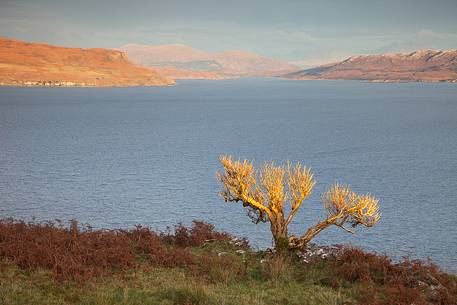 The last light in the afternoon kissed the branches of a lonely tree